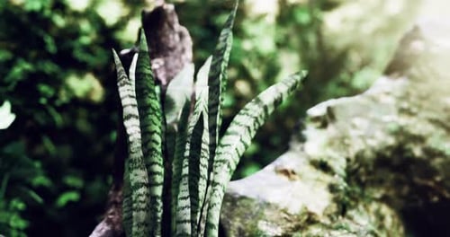 Une végétation luxuriante avec une plante serpent prospère dans un cadre forestier naturel