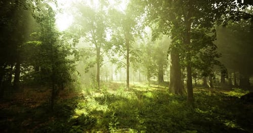 Sunlight Filters Through Tall Trees in a Serene Forest Setting