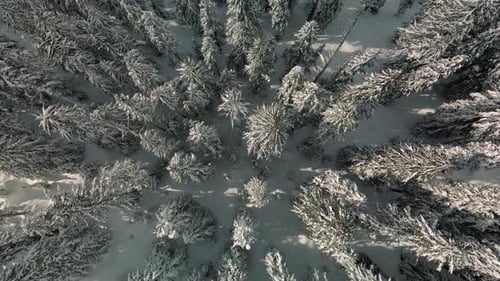Winter Aerial Background Over Tree Tops In Snowy Mountain Wilderness
