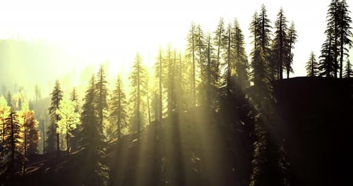 Sunlight Streaming Through Tall Trees in a Tranquil Forest Setting