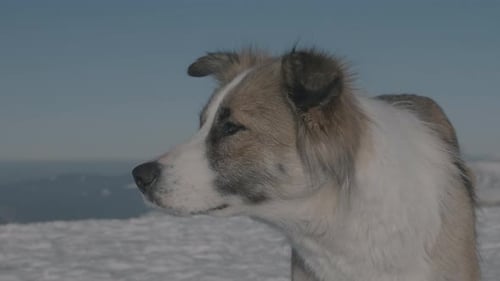 a dog on a winter mountain. shot by Lumix GH5