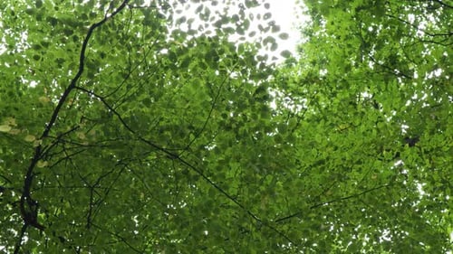Bottom Up View of Lush Green Foliage of Trees of a Waving in Wind