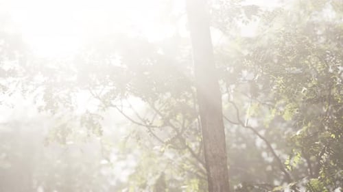 The Sun Shines Through the Trees in the Forest