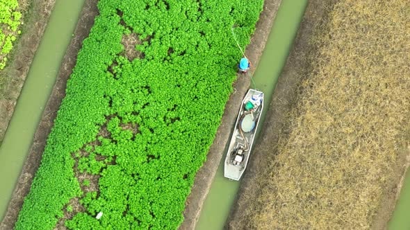 The worker sprays insecticide across the vibrant crops., Industrial ...