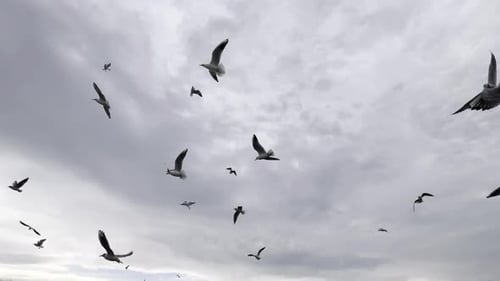 Animales voladores, pájaros y gaviotas (5)