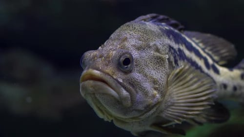 Sebastes Carnatus in Dark Water in an Aquarium Exotic Fish Underwater