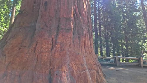 Séquoia géant vu sous un angle bas dans une forêt ensoleillée, cadre Vidéo Cinématographique sur la nature avec un grand séquoia