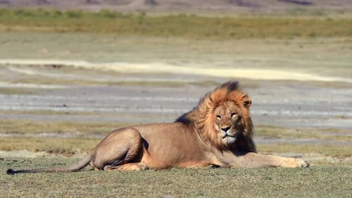 Mature Beautiful Male Lion Resting Tanzania Grassland