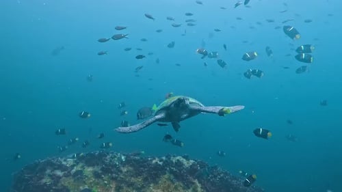 Serene Sea Turtle Swimming in the Galapagos