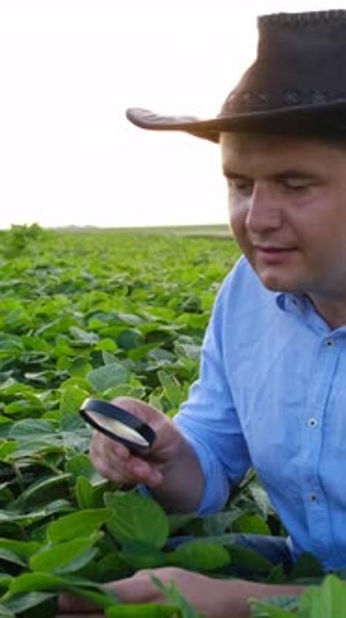 Man Inspecting Crops With Magnifying Glass
