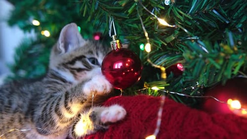 Tabby Kitten Playing with Christmas Tree Ornament