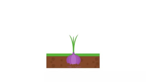 Onion Agriculture Plant