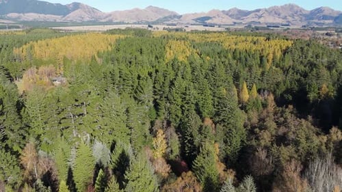 Wild Mixed Forest in Valley Against Huge Old Mountains