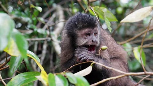 Close-up Of Monkey Eating Fruit In Natural Habitat