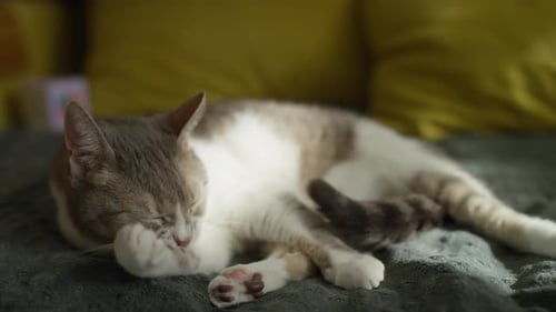 Grey Cat Licks Paw on Cozy Blanket