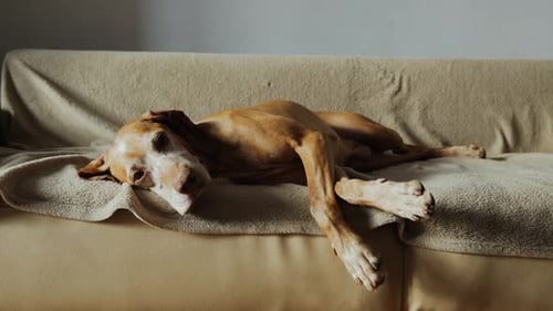 Dog Relaxing on Couch Indoors
