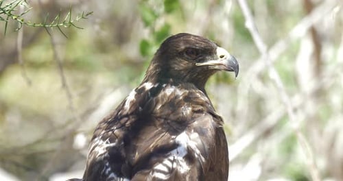 Galapagos Hawk resting