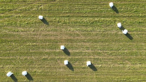 Feld mit Heuballen, eingewickelt in weißes Plastikpapier, Drohnenansicht