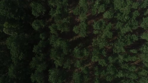 Moving Aerial Top Down View of Pine Tree Farm