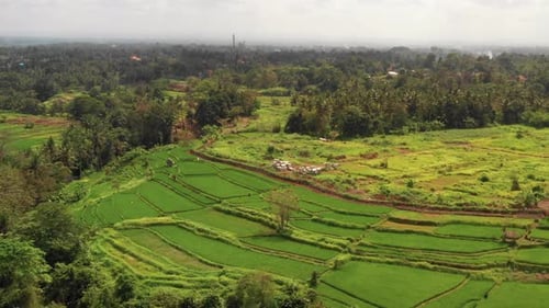 Reisfeld auf Bali — Drohnenschuss