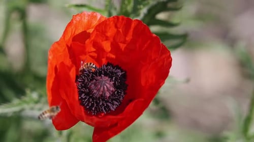 Bees Pollinating a Bright Red Poppy Flower