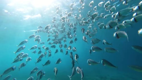 Aqua Symphony: El arte de los acuarios coloridos