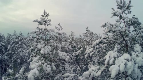 Rising Above Winter Forest Covered With Heavy Snow