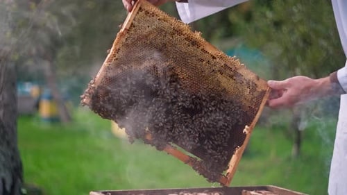 Bienen und einige