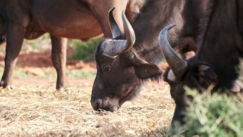 Buffalo are fed hay as substitution feed in a game reserve