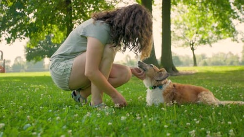 Woman Pets Dog in Grassy Suburban Park