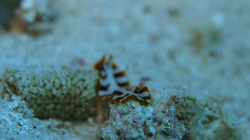 Colorful flatworm crawling on the ocean floor.