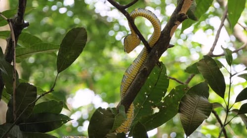 Wild viper snake on branch in Sumatran rainforest