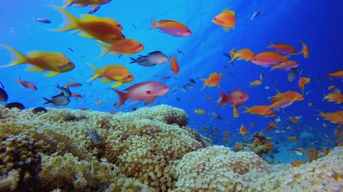 Bunte Fische im tropischen Meer unter Wasser