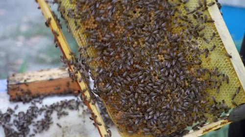 Busy bees