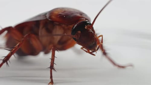 Detailed Image of a Cockroach on White Background Highlighting Its Characteristics and Features