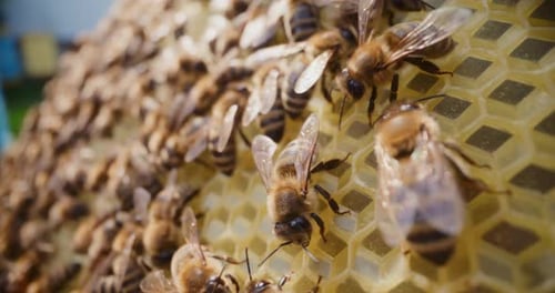 Busy Bees on Honeycomb