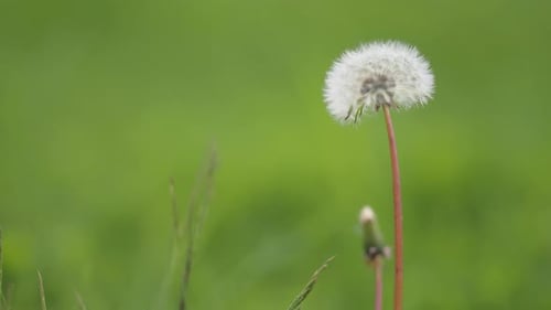 A delicate fluffy dandelion seedball. A close-up parallax shot. Bokeh background.