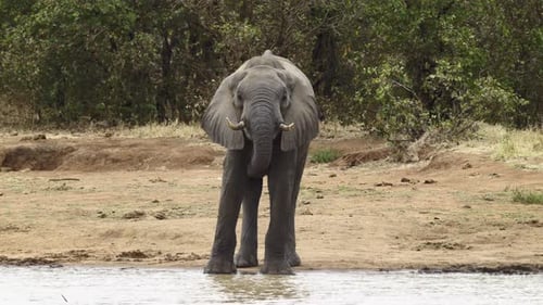African elephant (Loxodonta africana) drinking, water dripping from mouth and trunk, slowmotion