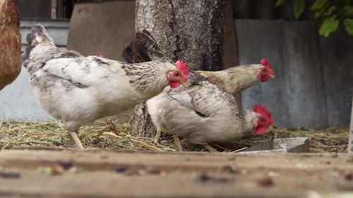 Chickens Eating Food on Rural Farm