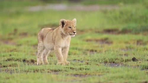 Tiefwinkelaufnahme eines Löwenbabys während einer afrikanischen Wildtiersafari in der Savanne