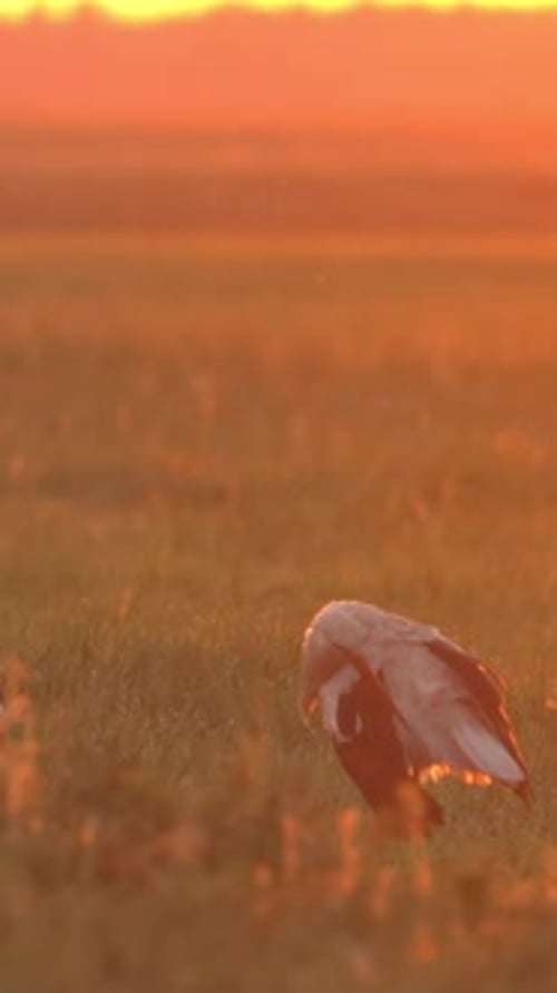Erwachsener Europäischer Weißstorch Ciconia