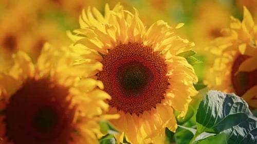 Sunflowers Blooming in the Summer Sunlight