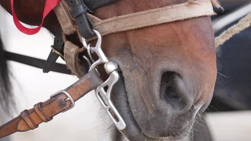 Close-up of a horse's muzzle