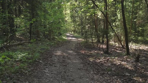 Background Slow Motion Along a Forest Road in Summer