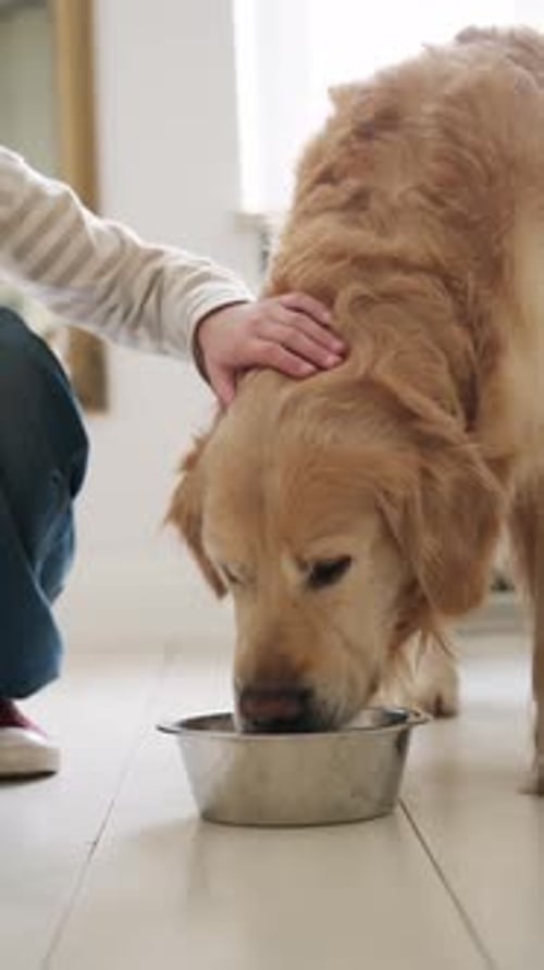 Fröhliches lächelndes Mädchen, das zu Hause mit dem entzückenden Golden Retriever-Hund füttert und spielt