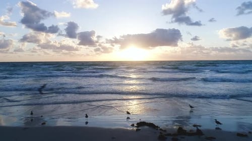 Best 4k Seagull Flying On Beach Sunny Morning Sunrise Glowing Sky White Sand And Green Waves