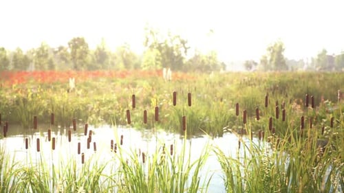 Lush Wetlands with Cattails Reflecting Sunlight in a Serene Landscape