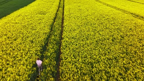 Flyover Person Running On The Pathways Of Blooming Canola Oil Crop In Vast Agricultural Land. Aerial