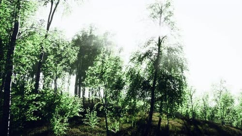 Green Birch Forest at Sunset