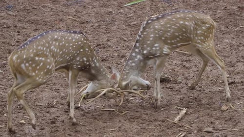 spotted deer